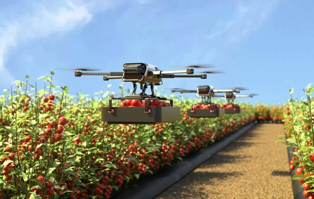Drones fly over a field of tomato plants, each carrying a container filled with tomatoes.