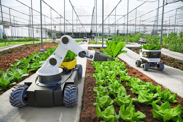 A robotic arm holds a head of lettuce over rows of planted lettuce in a greenhouse, while a small autonomous vehicle moves nearby, surrounded by rows of vegetables.