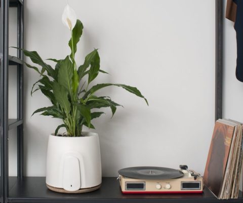 A white potted plant sits on a shelf next to a record player.