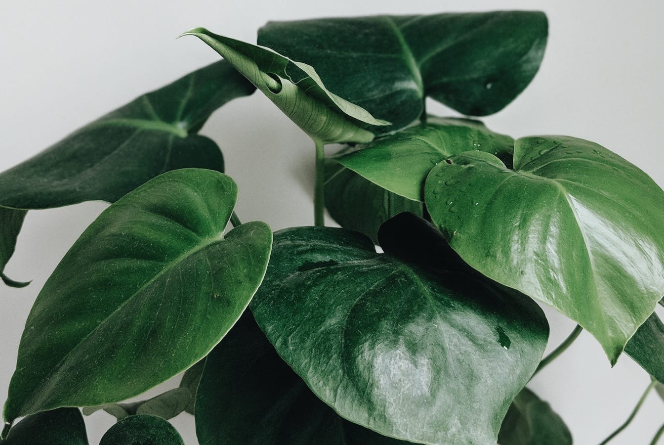 close up plants