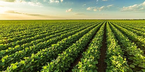 Endless rows of crops to the horizon