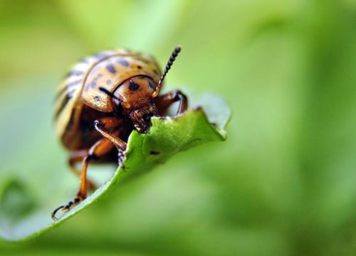 A beetle is perched atop a leaf.