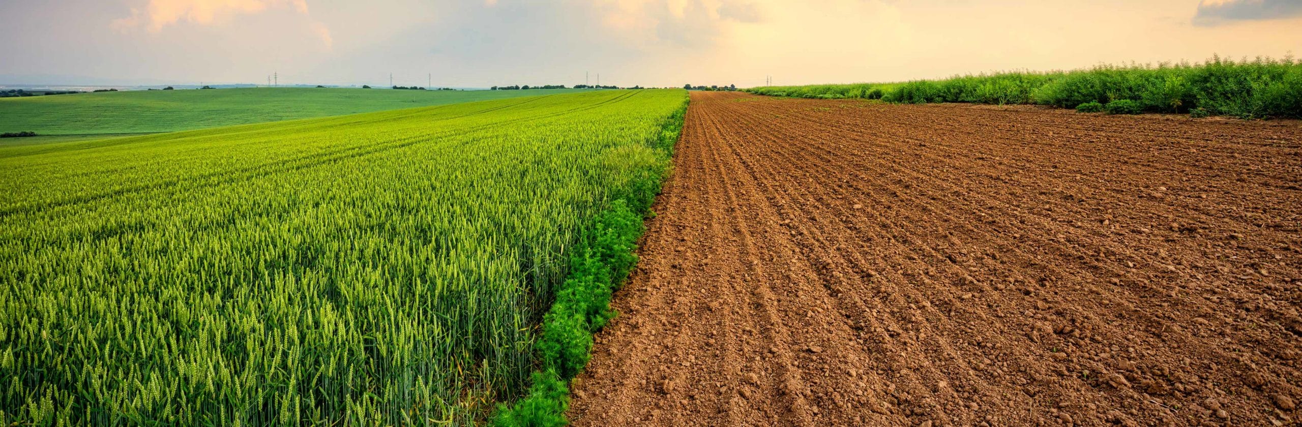Agriculture-case-study-bg-1817x596