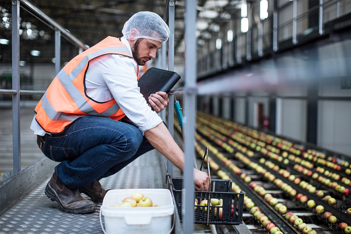 A worker inspecting apples on a conveyor belt in the food and beverage industry.