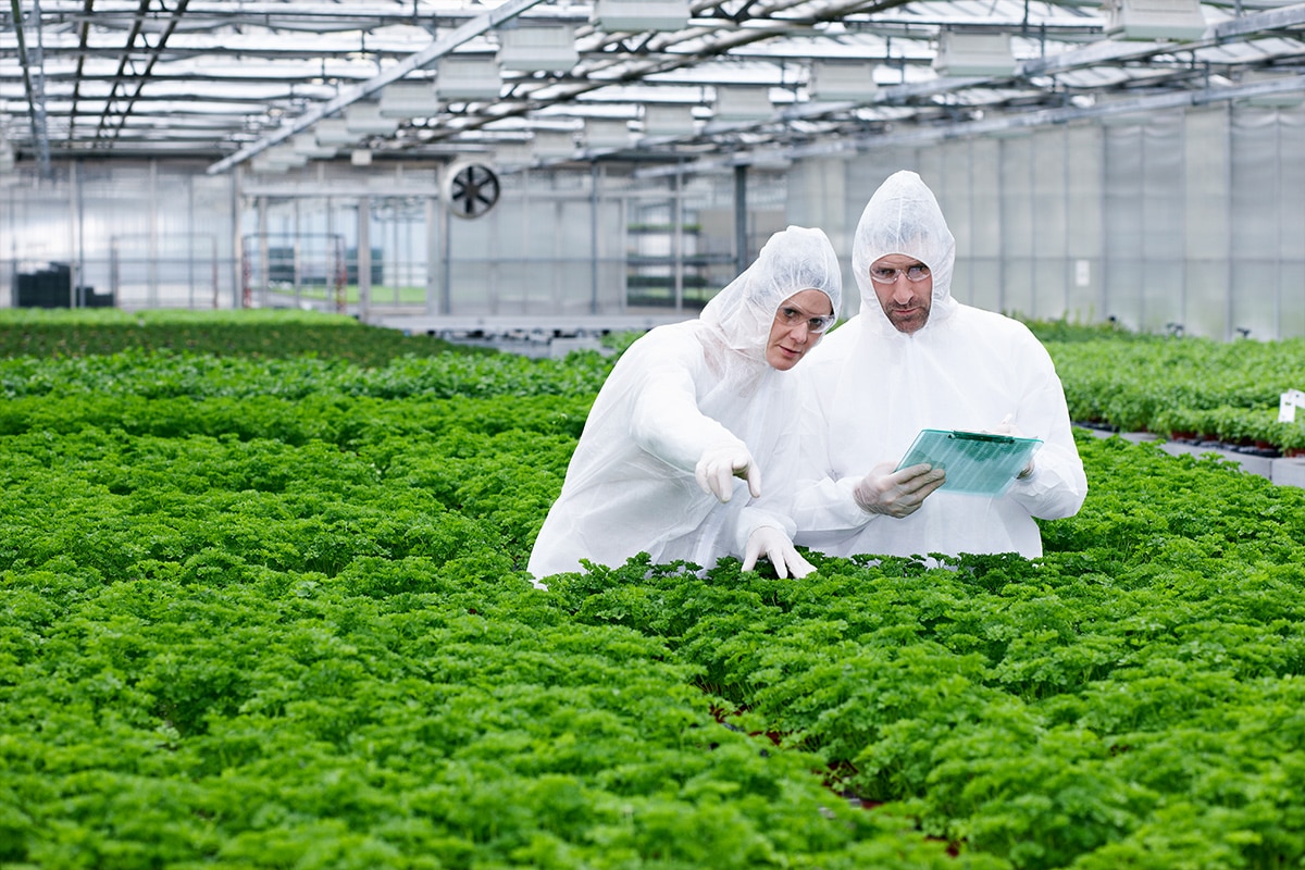 Two individuals standing in a greenhouse, observing lettuce.