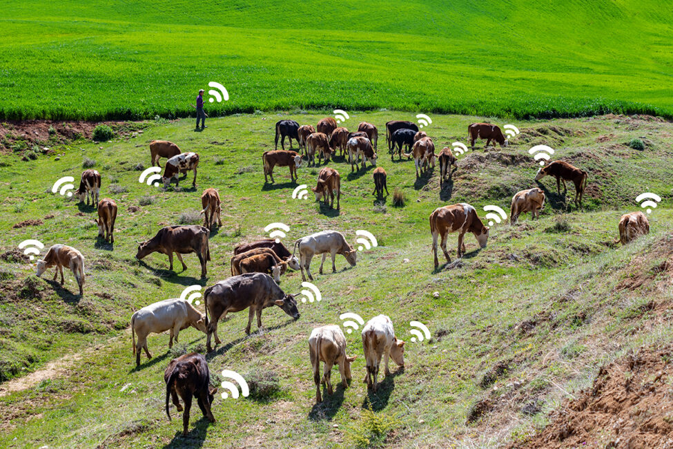 Cellular LPWAN enables asset tracking for smart farming solutions, including livestock.