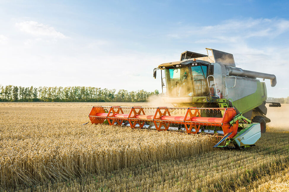A combine harvester in a field harvesting ripe wheat.