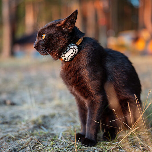 A black cat wearing a collar that contains a GNSS tracker.