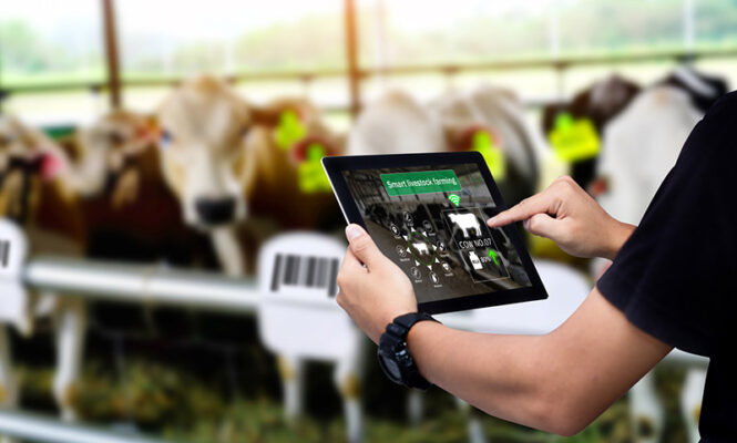A person holds a tablet in a barn full of cows. The tablet is displaying smart farming software that utilizes dead reckoning technology.