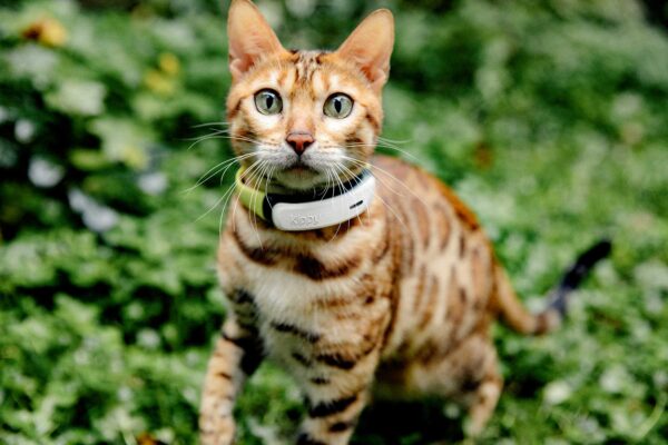 A Bengal cat with a patterned coat wears a collar with a Kippy device attached, standing on green grass with blurred foliage in the background.