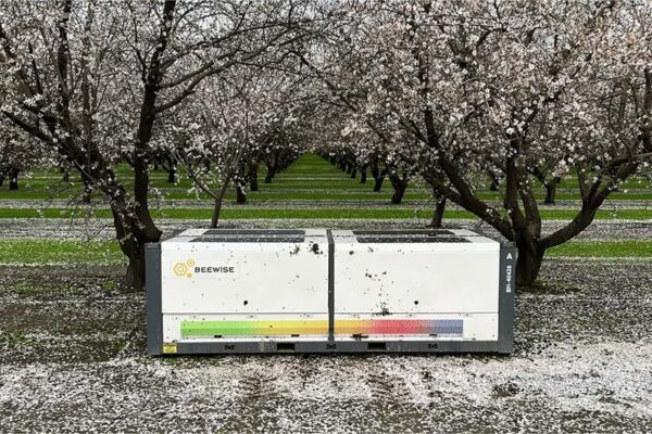 A large beehive box from Beewise stands among blooming trees in an orchard.