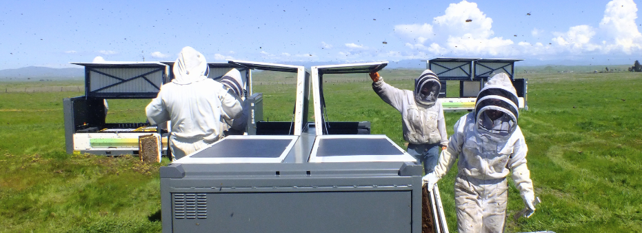 Four people in beekeeping suits work with large hive boxes in an open grassy field under a partly cloudy sky, their telic activity attracting bees that fly busily around them.