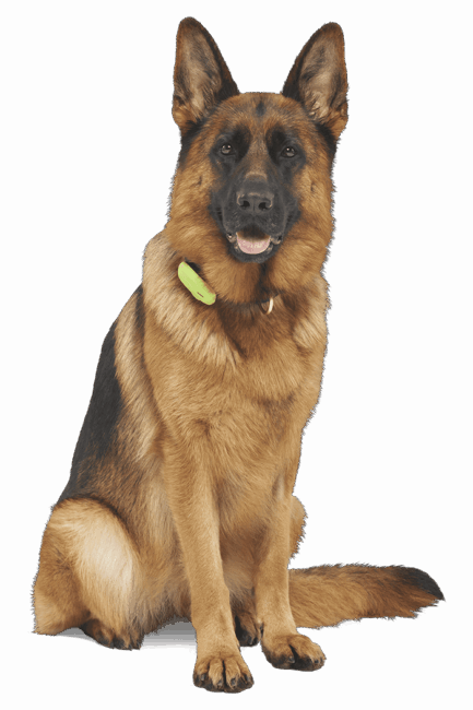 A German Shepherd dog with a green collar sits on a white background, facing forward with its mouth slightly open wearing a tracking collar.