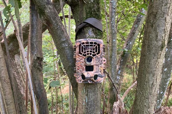 A camouflage-patterned smart trail camera is strapped to the trunk of a tree in a wooded area.