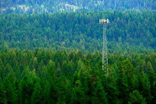 A cell tower stands among dense green pine trees in a forested area.