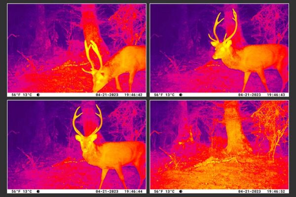 Four thermal camera images from smart trail cameras show a deer with antlers in a wooded area at night.