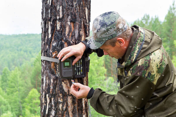 A person in camouflage attire inserts an SD card into a smart trail camera strapped to a tree in a forested area.