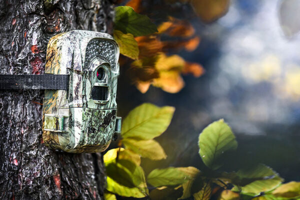 A smart trail camera with a camouflage pattern is strapped to a tree trunk in front of red and green leaves.