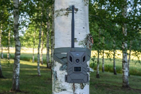 A trail camera with a large antenna is strapped to a birch tree in a forested area with grass and scattered trees in the background.
