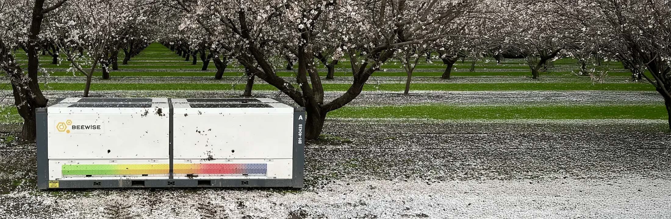 A large white BeeWise beehive box sits on the ground among rows of blossoming trees in an orchard, with petals scattered on grass.