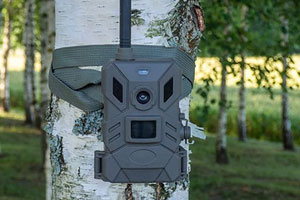 A trail camera is strapped to the trunk of a birch tree in a wooded area.