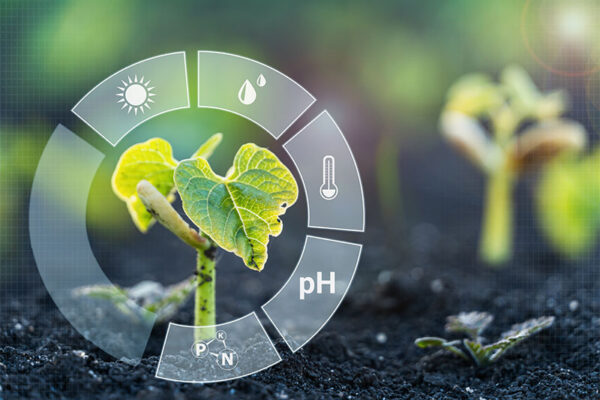 Young plant growing in soil with digital graphics showing sunlight, water, temperature, pH, and nutrient levels, suggesting factors influencing plant growth.