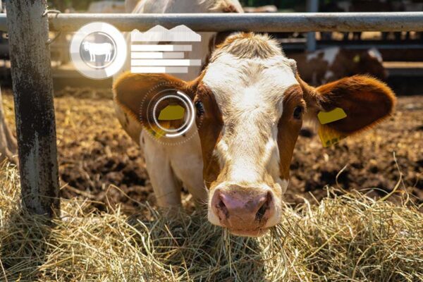 A cow with a yellow ear tag stands in a pen and faces forward. Digital graphics overlay it and show livestock tracking data.